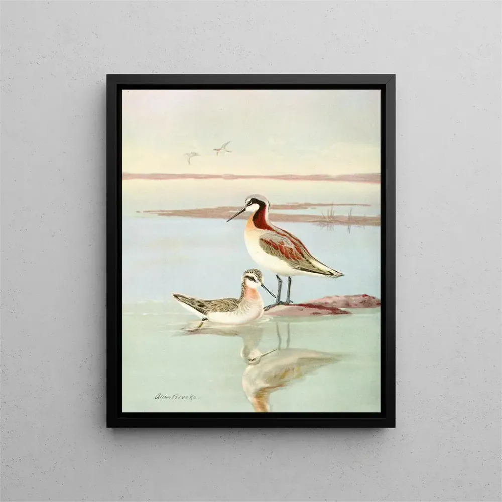 Gemälde Phalarope de Wilson - Allan Brooks