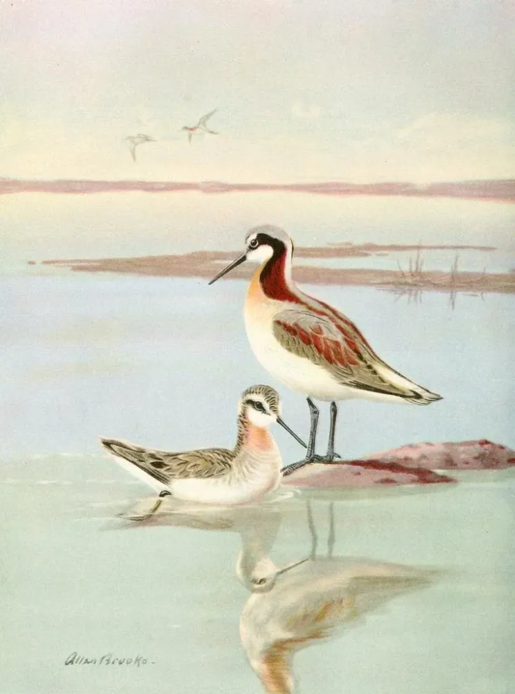 Gemälde Phalarope de Wilson - Allan Brooks