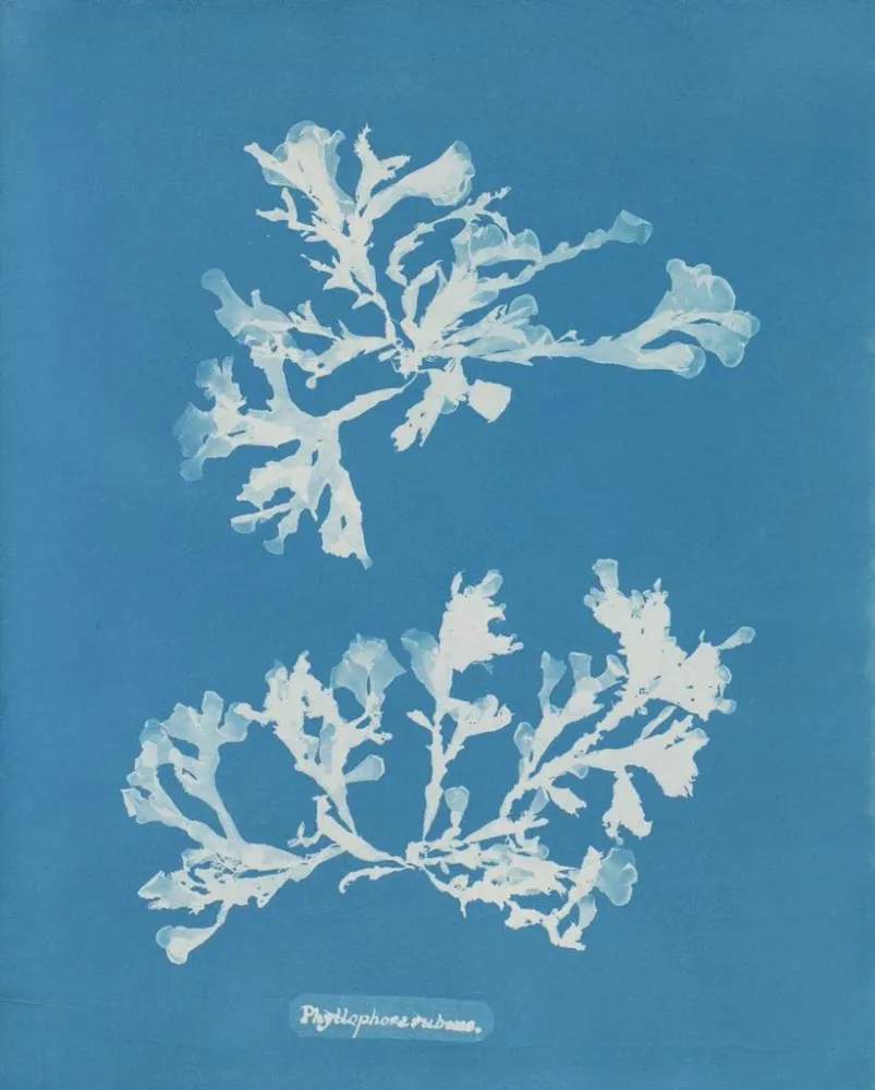 Gemälde Phyllophora rubens - Anna Atkins | Kunstdruck
