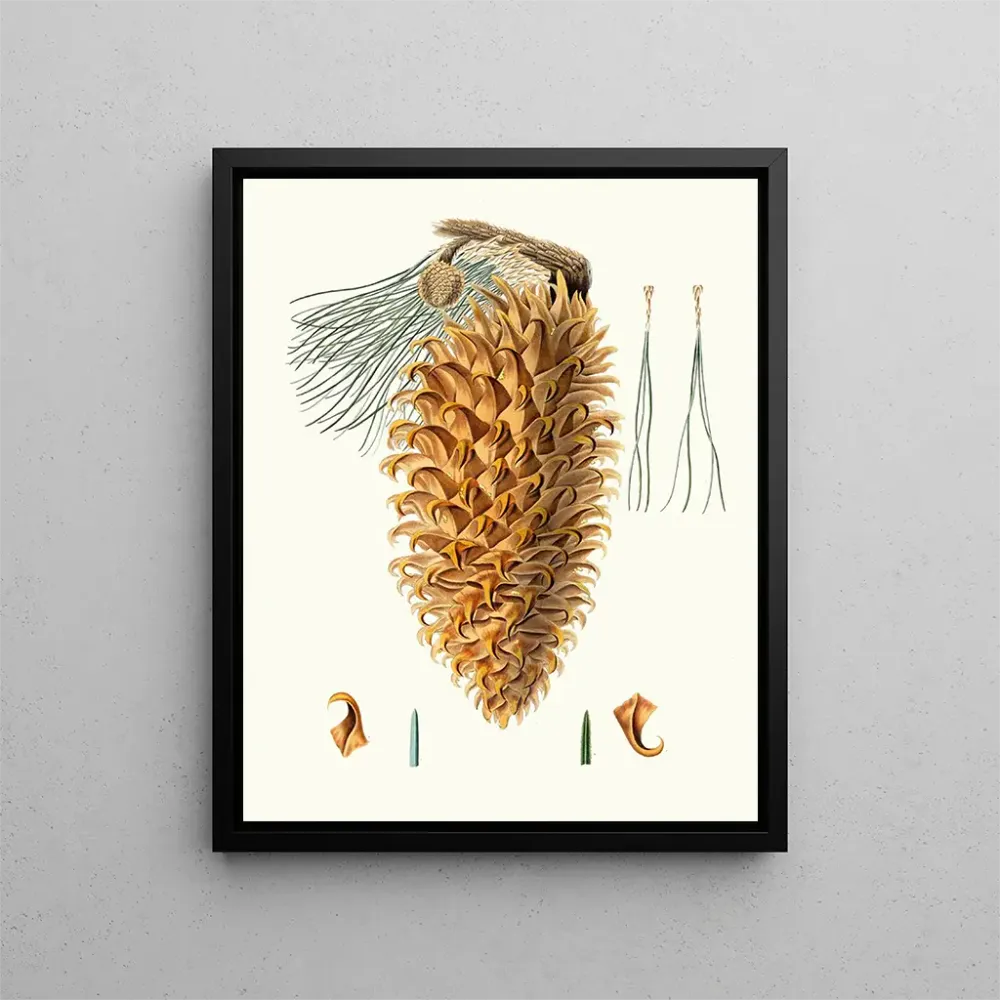 Gemälde Pinus coulteri, Kiefern mit riesigen Zapfen - Aylmer Bourke Lambert | Kunstdruck