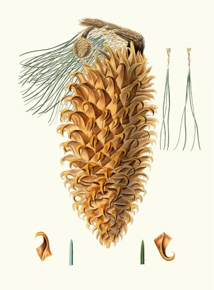Gemälde Pinus coulteri, Kiefern mit riesigen Zapfen - Aylmer Bourke Lambert | Kunstdruck