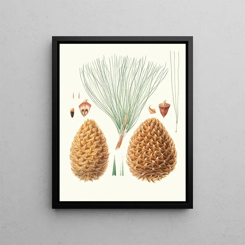 Gemälde Pinus sabiniana - Aylmer Bourke Lambert