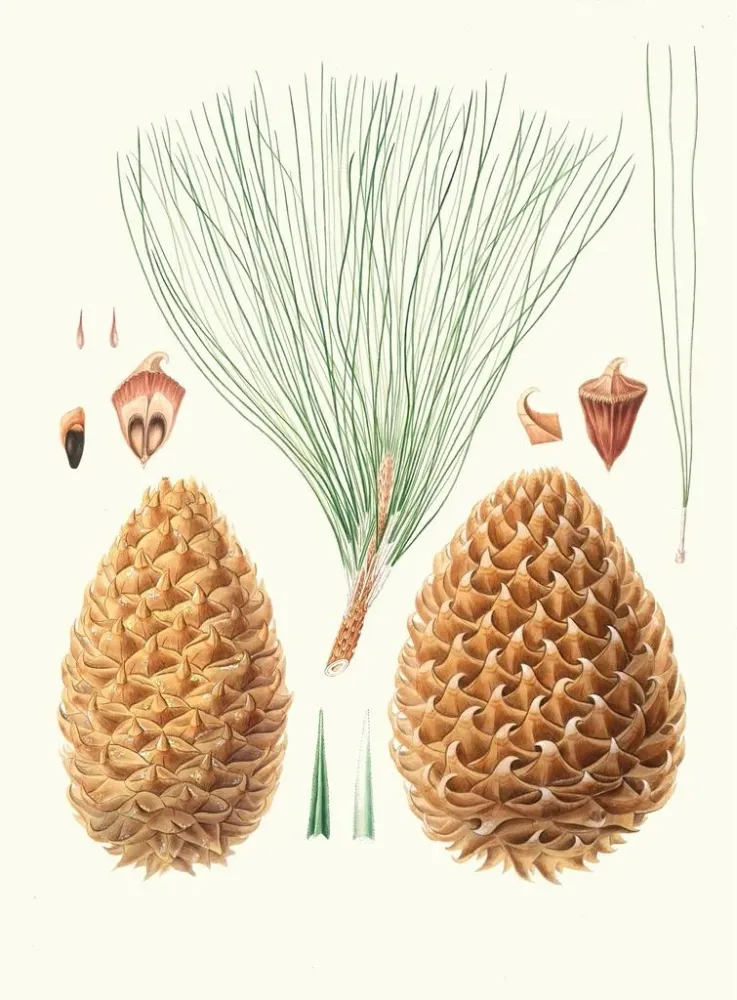 Gemälde Pinus sabiniana - Aylmer Bourke Lambert