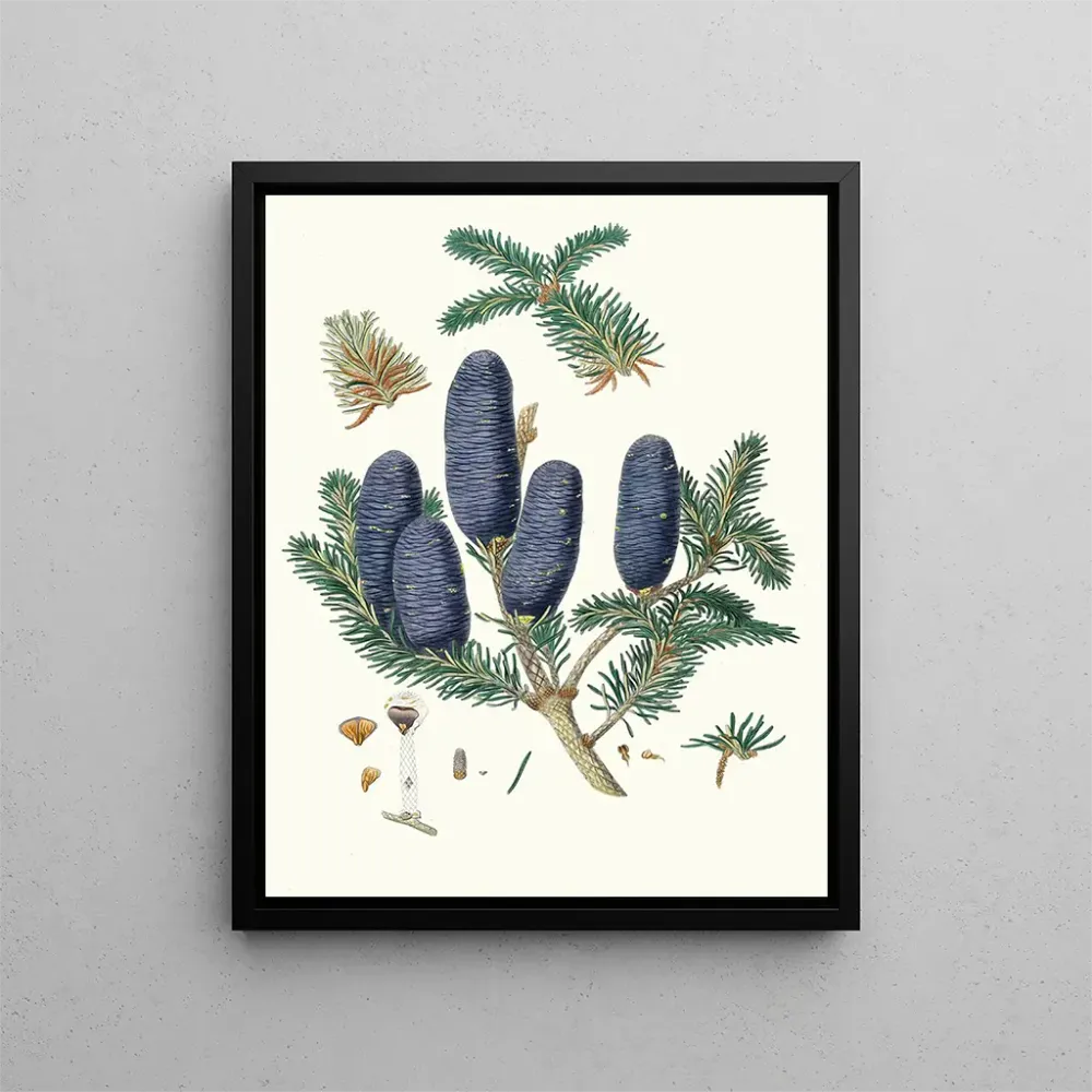 Gemälde Pinus spectabilis - Aylmer Bourke Lambert