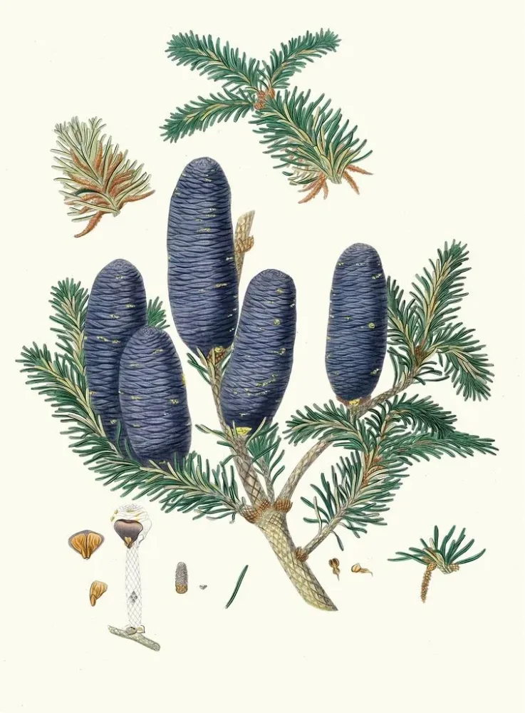 Gemälde Pinus spectabilis - Aylmer Bourke Lambert