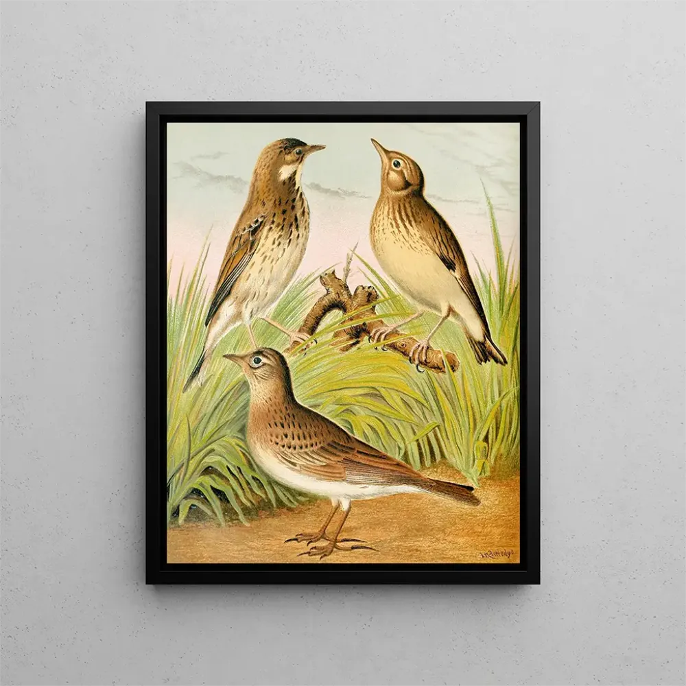 Gemälde Pipit des arbres, alouette, und Lulu - W. . Blakston | Kunstdruck