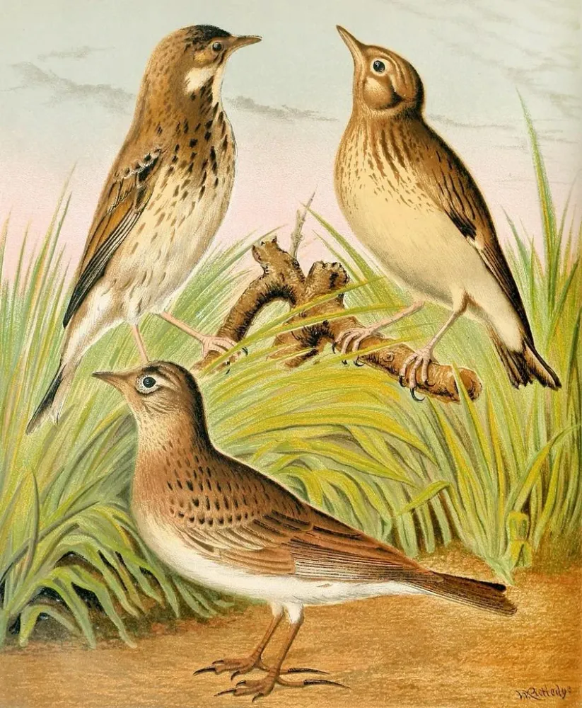 Gemälde Pipit des arbres, alouette, und Lulu - W. . Blakston | Kunstdruck