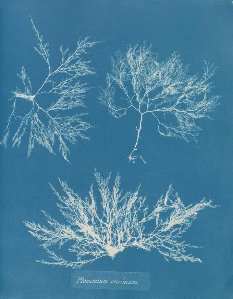 Gemälde Plocamium cramoisi - Anna Atkins | Kunstdruck