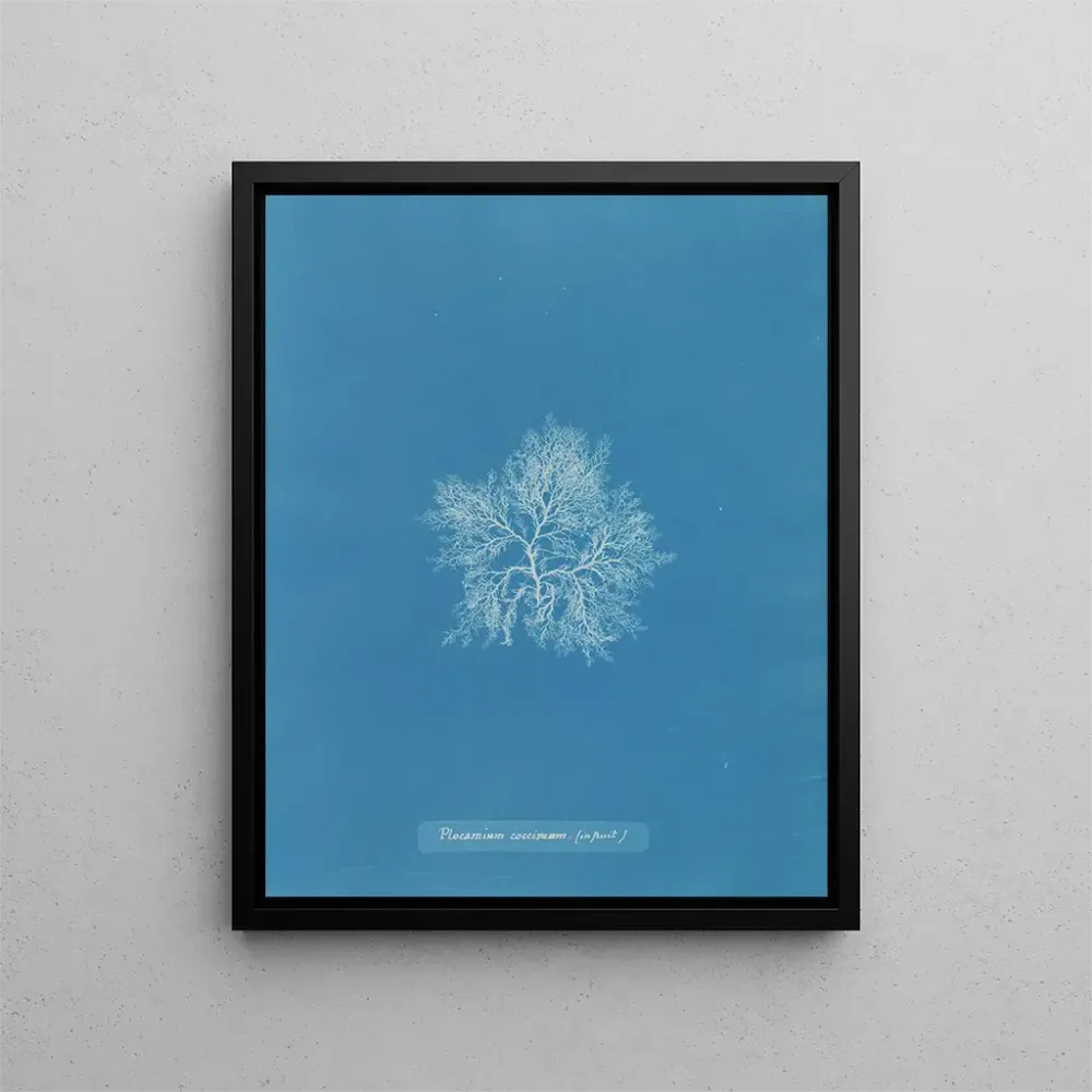 Gemälde Plocamium cramoisi dans les fruits - Anna Atkins | Kunstdruck
