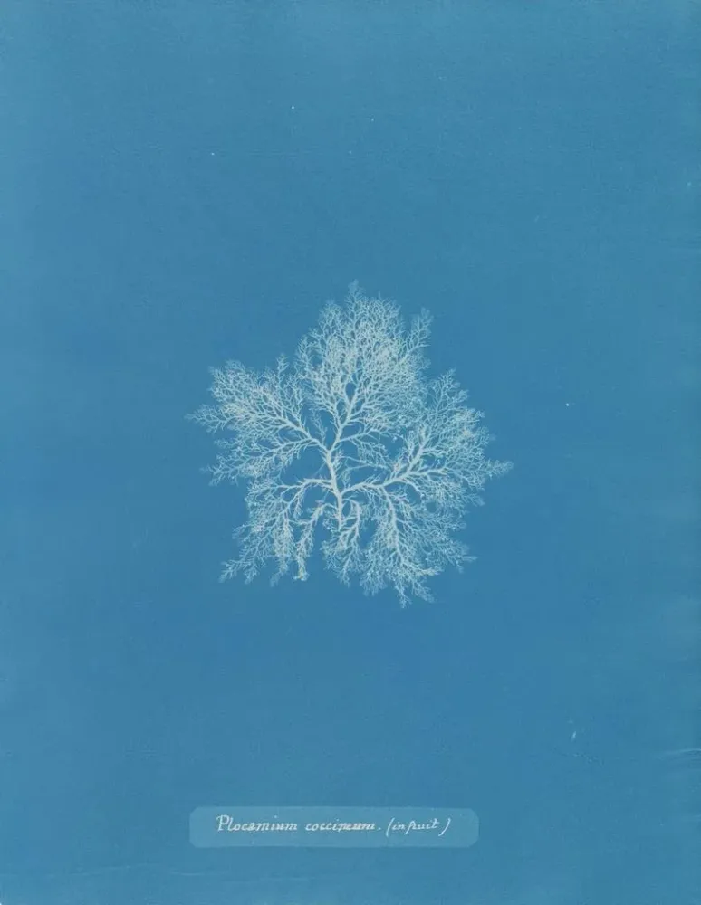 Gemälde Plocamium cramoisi dans les fruits - Anna Atkins | Kunstdruck
