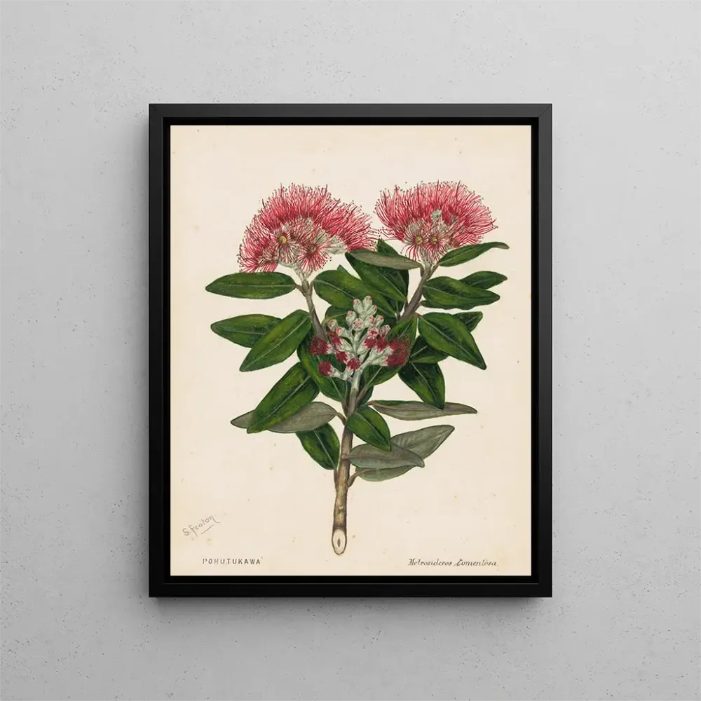 Gemälde Pohutukawa Metrosideros tomentosa - Sarah Featon | Kunstdruck