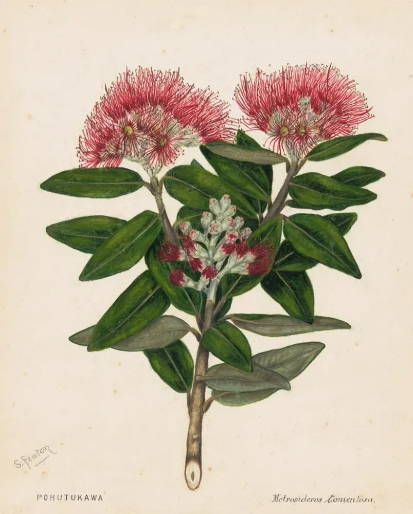 Gemälde Pohutukawa Metrosideros tomentosa - Sarah Featon | Kunstdruck