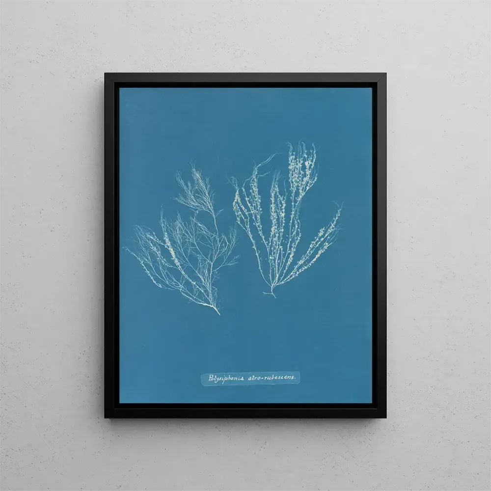 Gemälde Polysiphonia atroscens - Anna Atkins