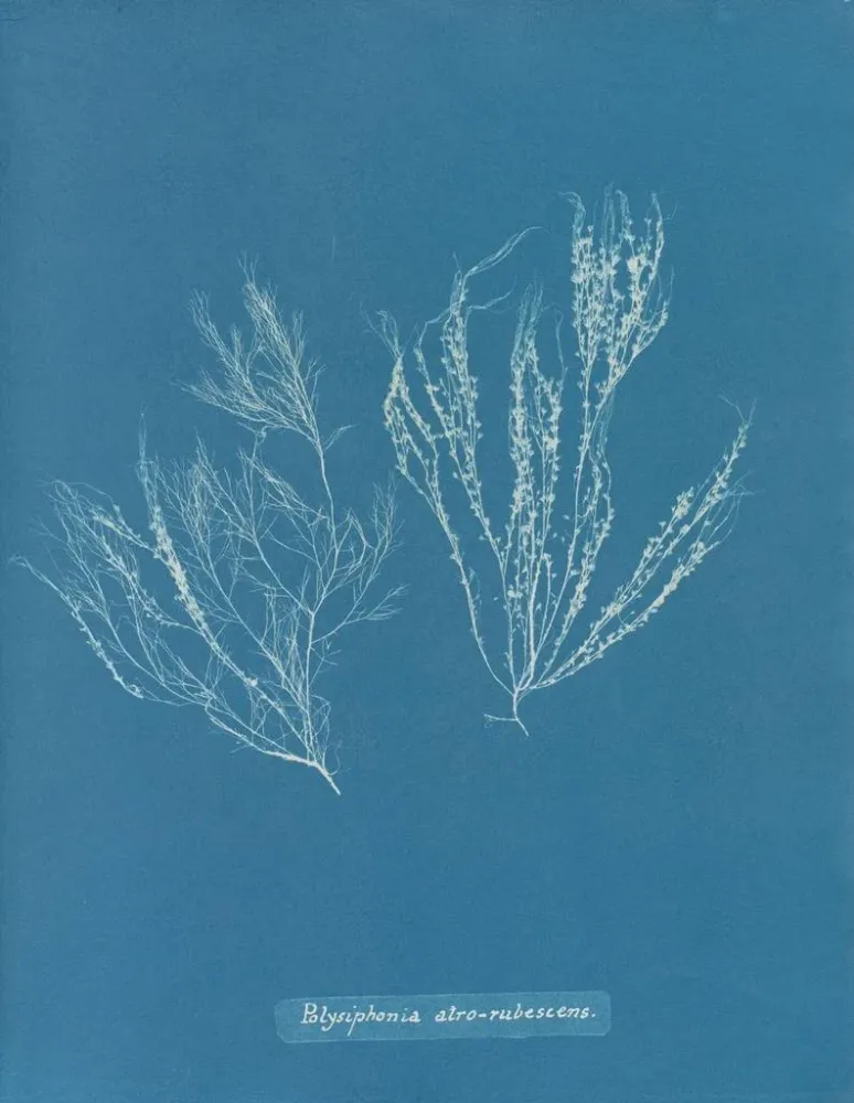 Gemälde Polysiphonia atroscens - Anna Atkins