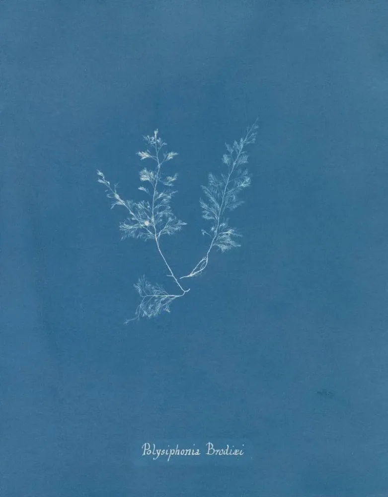 Gemälde Polysiphonia Brodiaei Partie X - Anna Atkins | Kunstdruck