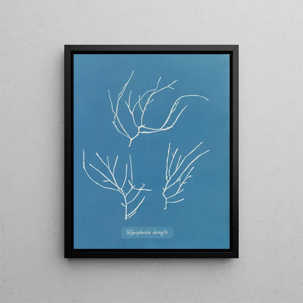 Gemälde Polysiphonia elongata - Anna Atkins | Kunstdruck
