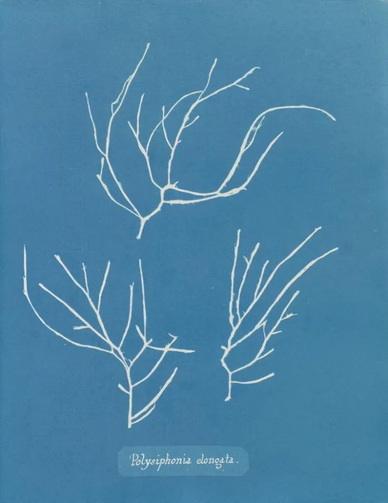 Gemälde Polysiphonia elongata - Anna Atkins | Kunstdruck