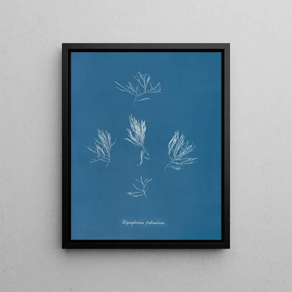 Gemälde Polysiphonia fructiculosa - Anna Atkins | Kunstdruck