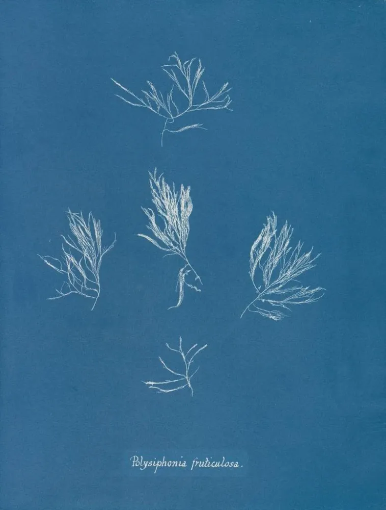 Gemälde Polysiphonia fructiculosa - Anna Atkins | Kunstdruck