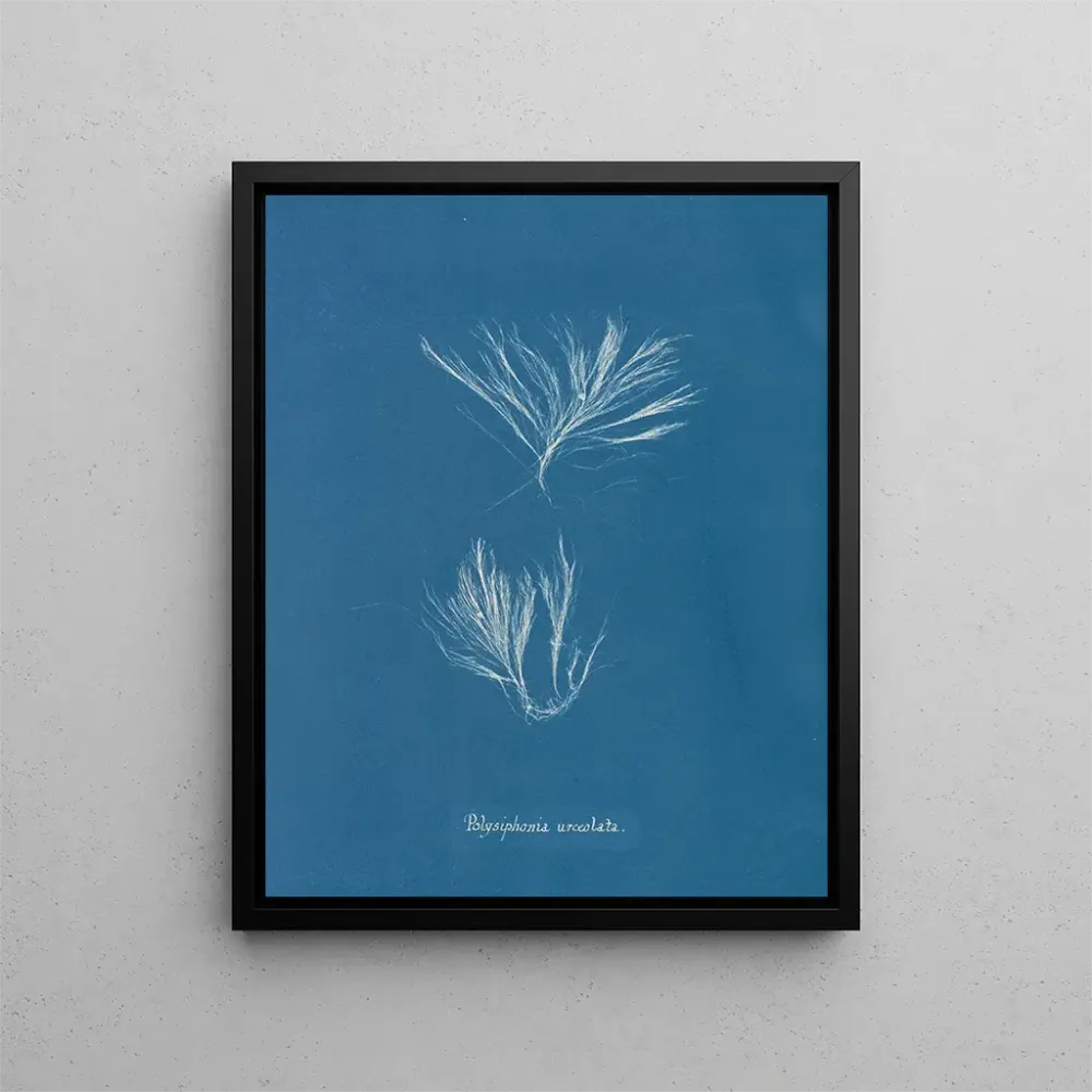 Gemälde Polysiphonia urceolata - Anna Atkins | Kunstdruck