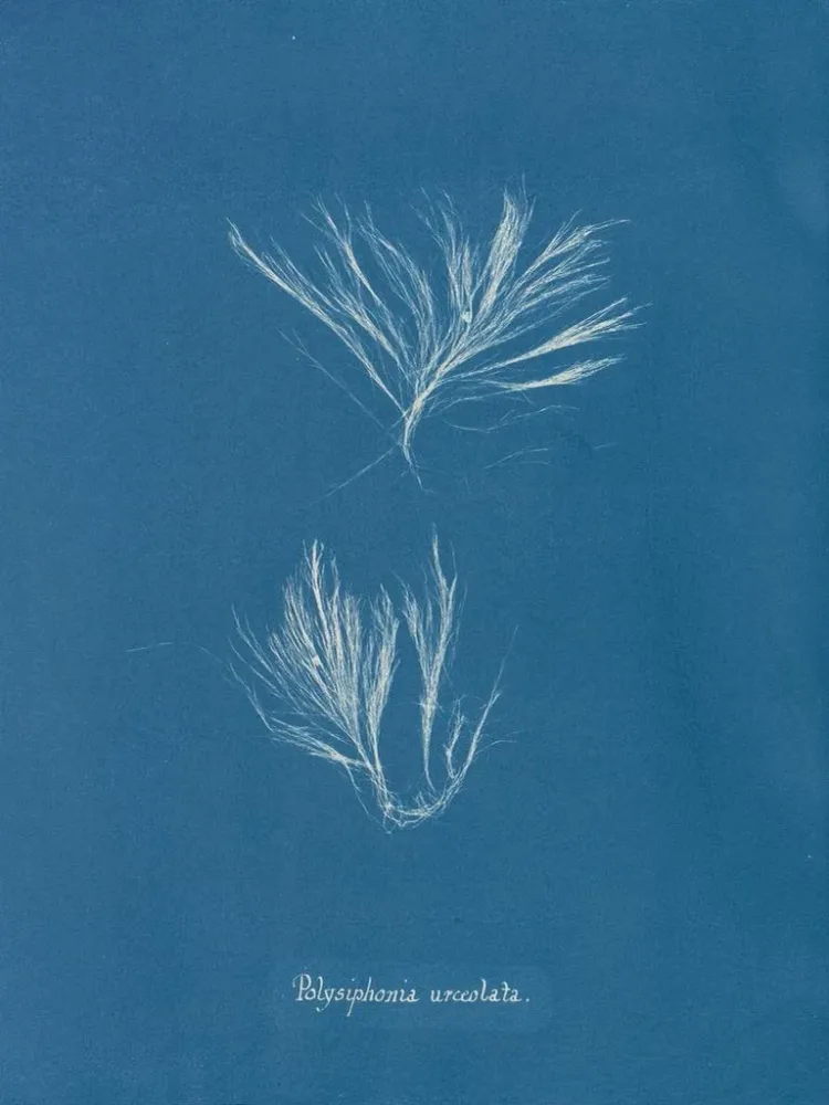 Gemälde Polysiphonia urceolata - Anna Atkins | Kunstdruck