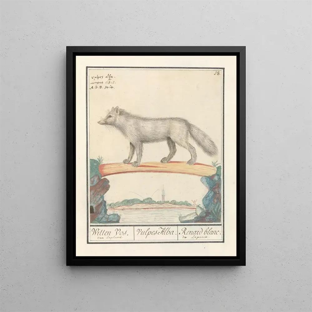 Gemälde Poolvos Vulpes lagopus Witten Vos Vulpes Alba Renard blanc de Laponie - Anselmus Botius de Boodt