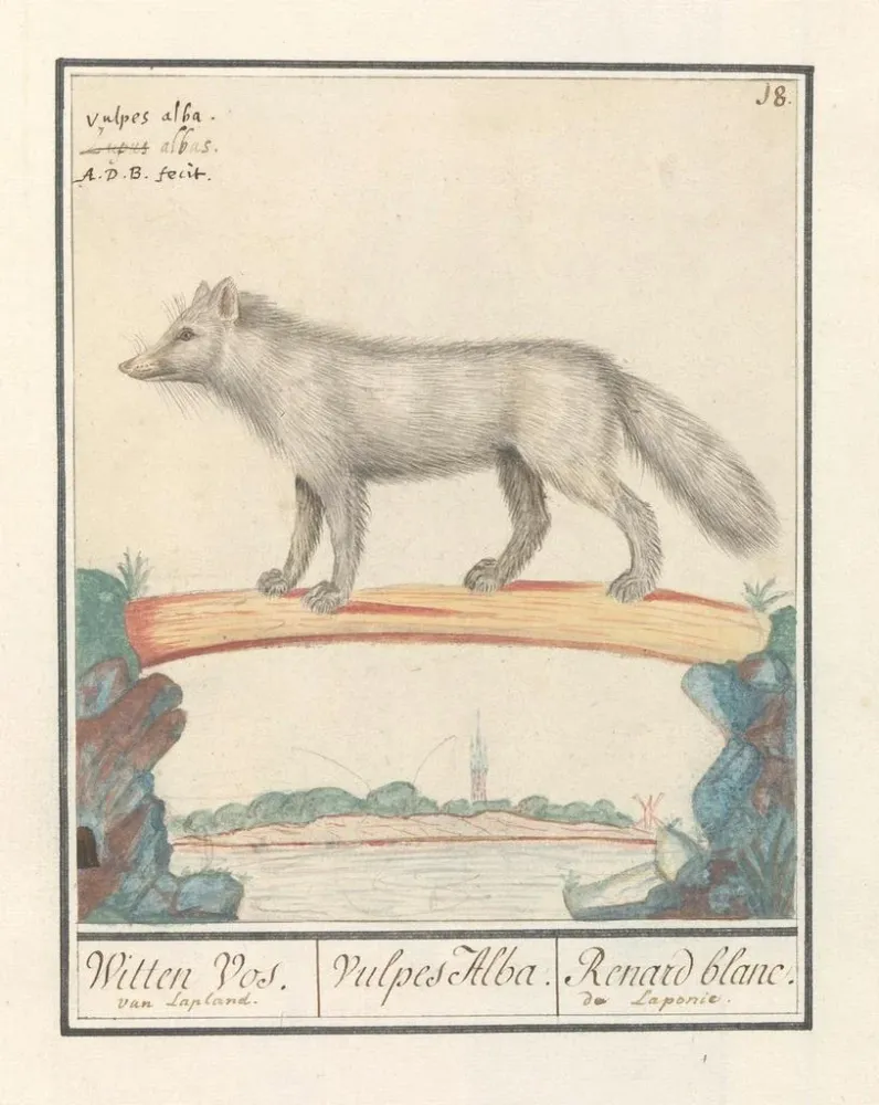 Gemälde Poolvos Vulpes lagopus Witten Vos Vulpes Alba Renard blanc de Laponie - Anselmus Botius de Boodt