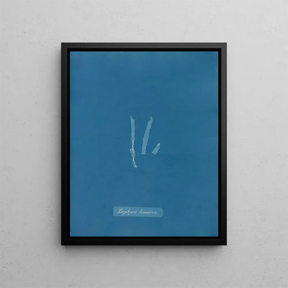 Gemälde Porphyra linearis - Anna Atkins | Kunstdruck