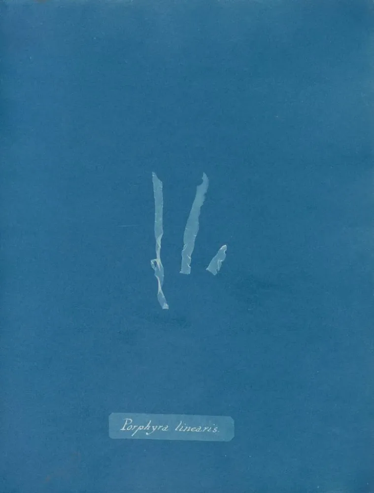 Gemälde Porphyra linearis - Anna Atkins | Kunstdruck