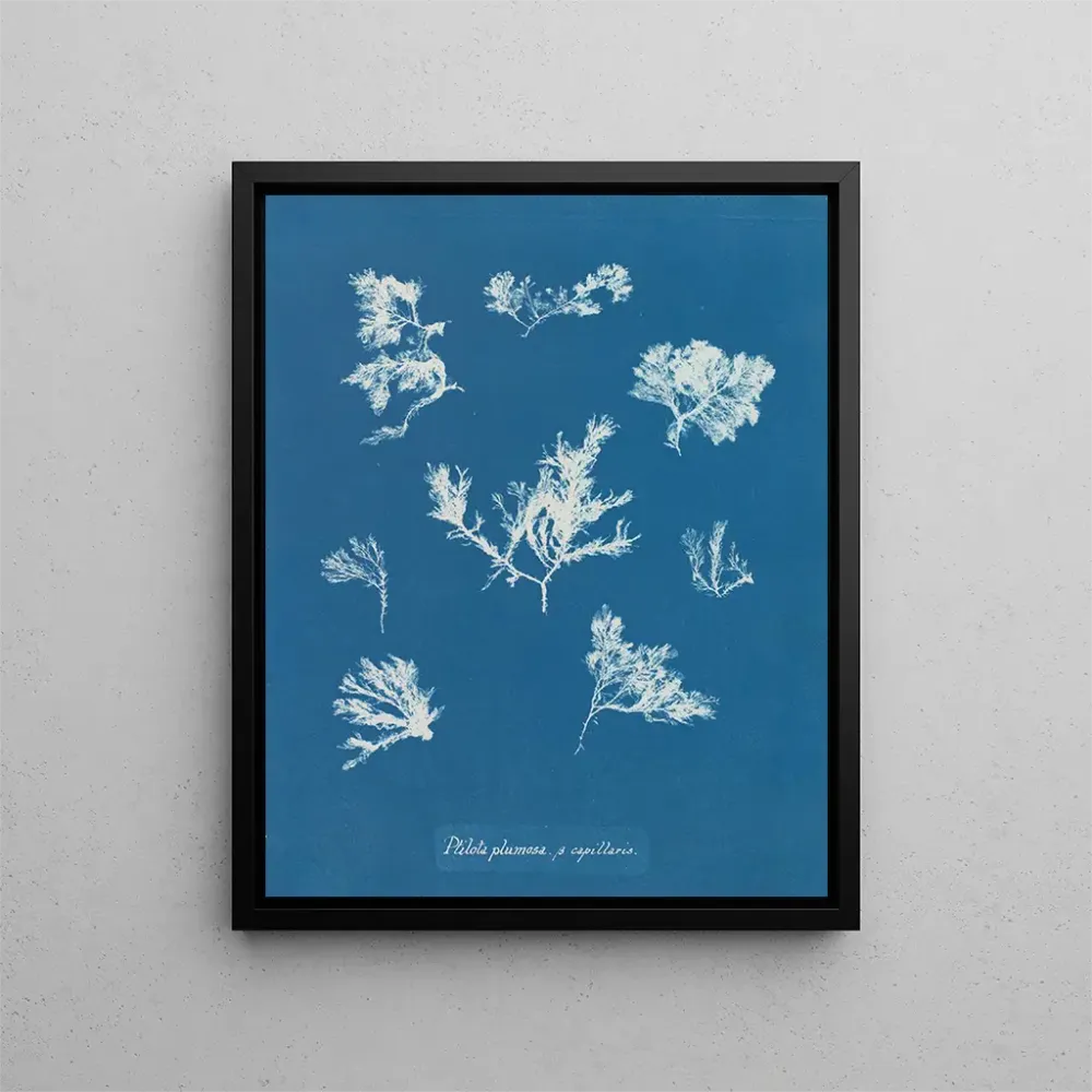 Gemälde Ptilota plumosa - Anna Atkins