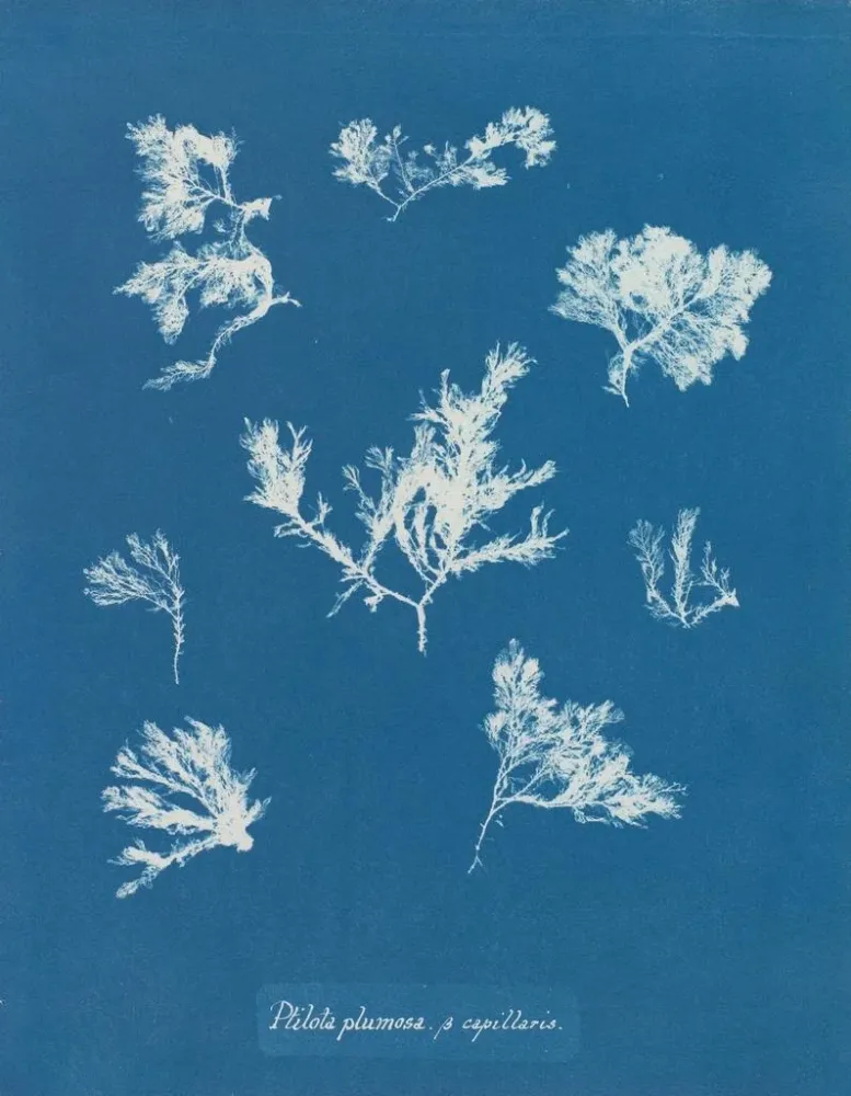 Gemälde Ptilota plumosa - Anna Atkins
