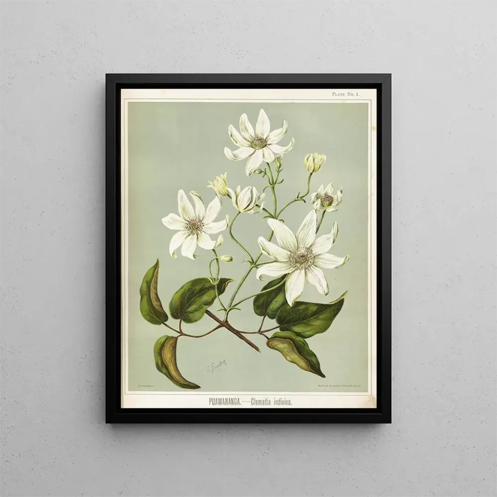 Gemälde Puawananga Clematis indivisa, Planche 1 - Sarah Featon | Kunstdruck