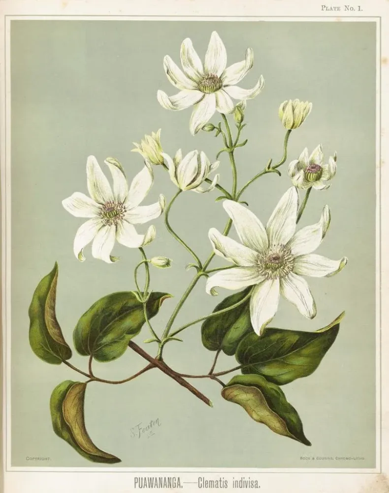 Gemälde Puawananga Clematis indivisa, Planche 1 - Sarah Featon | Kunstdruck