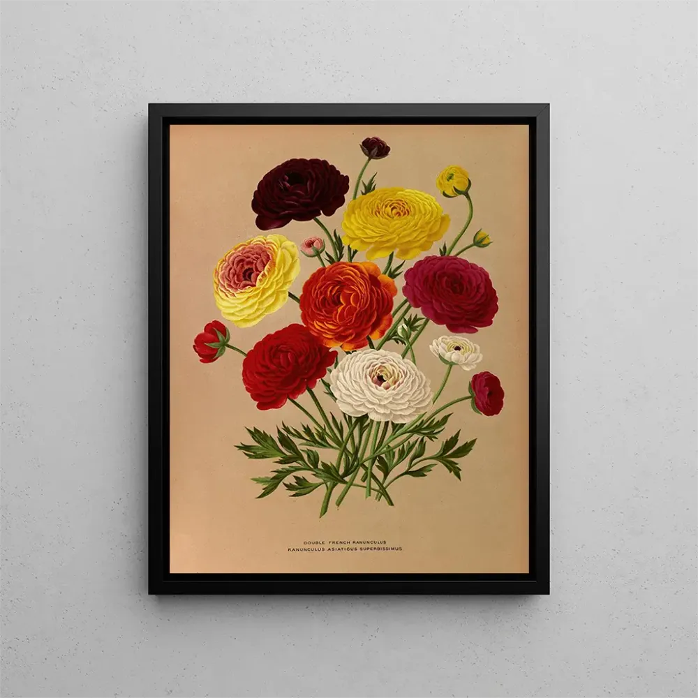 Gemälde Renoncule double française - Arentina Hendrica Arendsen | Kunstdruck