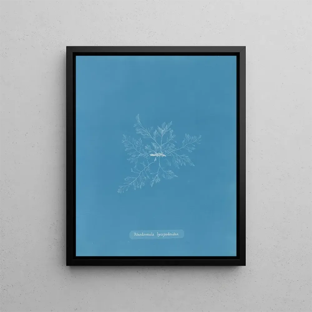 Gemälde Rhodomela lycopodoides - Anna Atkins | Kunstdruck