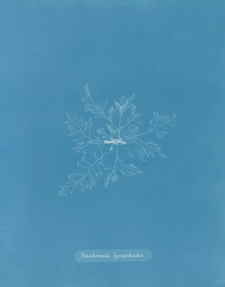 Gemälde Rhodomela lycopodoides - Anna Atkins | Kunstdruck