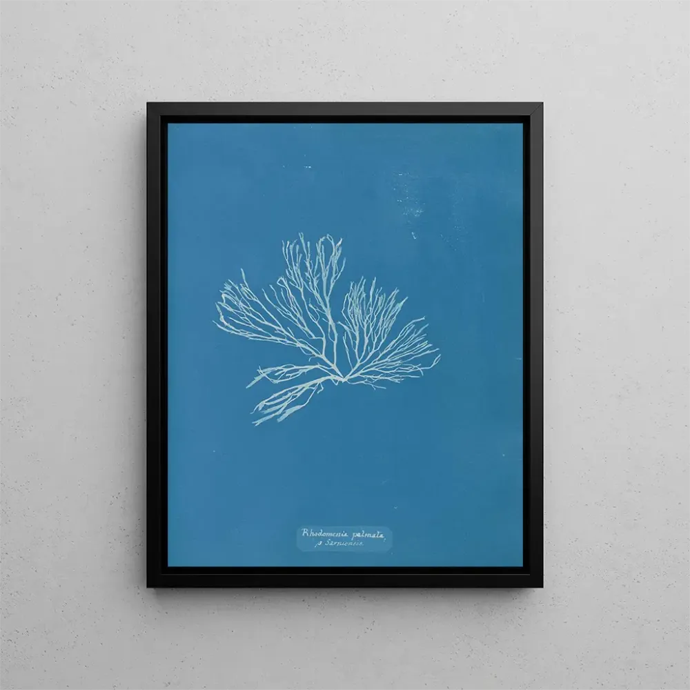 Gemälde Rhodomenia palmata - Anna Atkins | Kunstdruck
