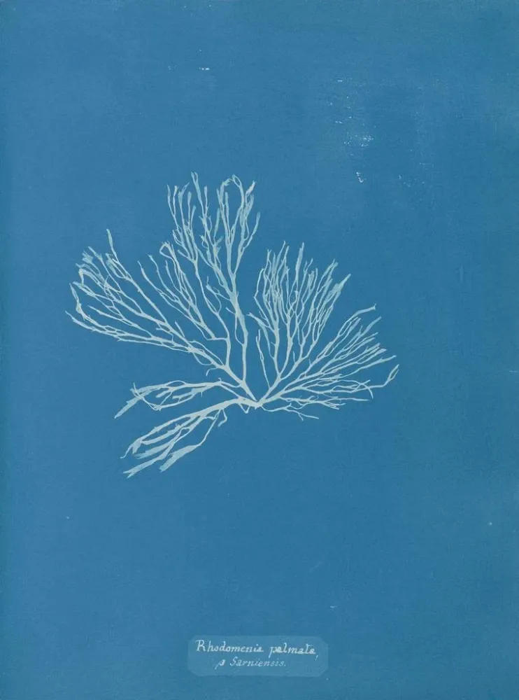Gemälde Rhodomenia palmata - Anna Atkins | Kunstdruck