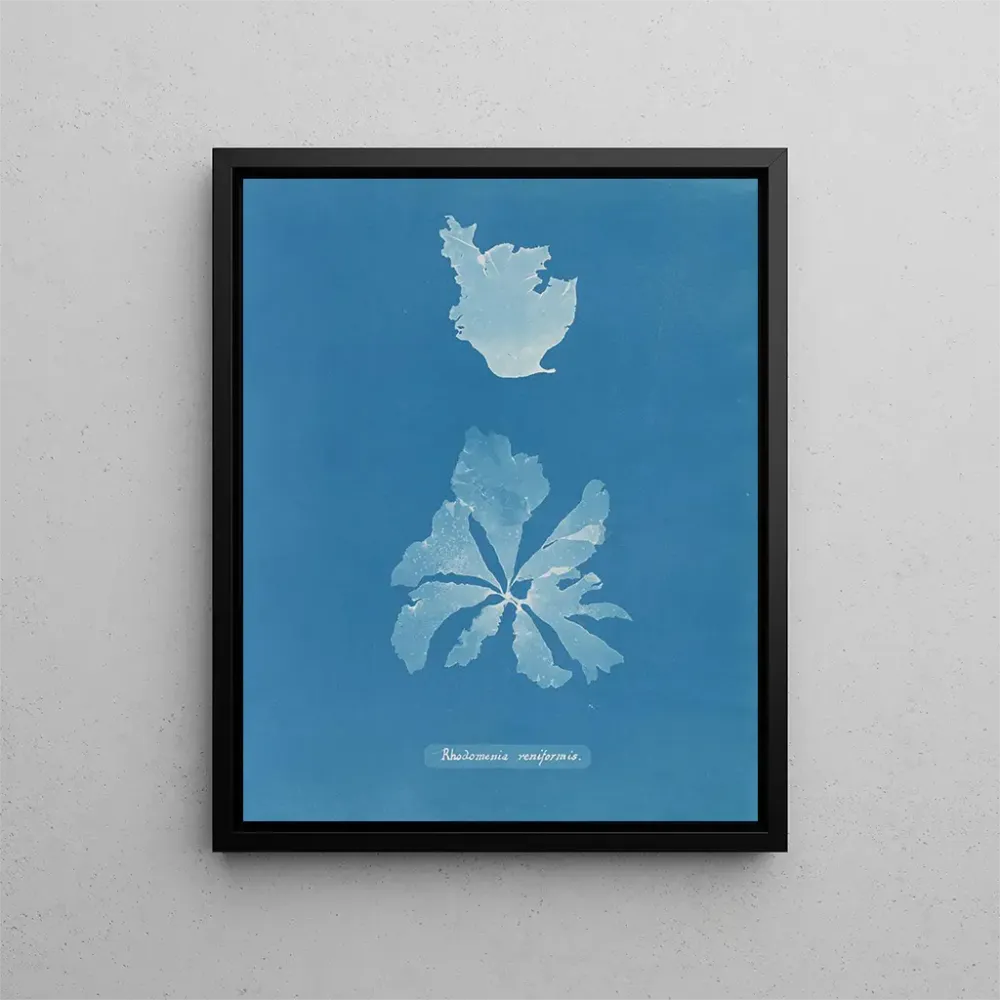 Gemälde Rhodoménie réniforme - Anna Atkins | Kunstdruck