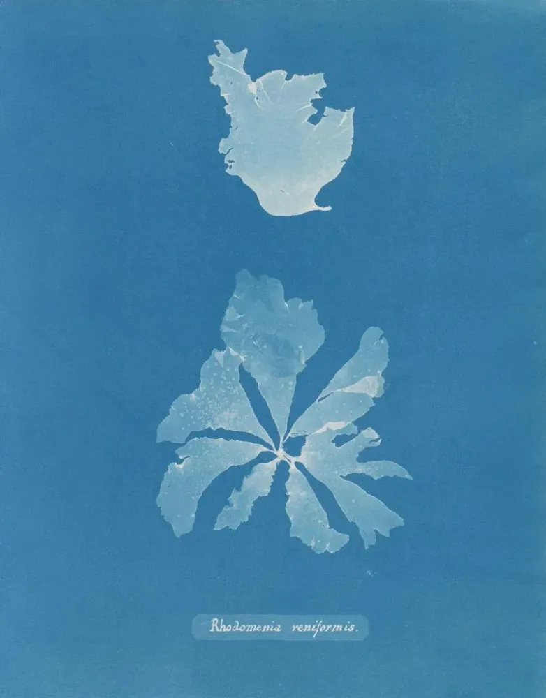 Gemälde Rhodoménie réniforme - Anna Atkins | Kunstdruck