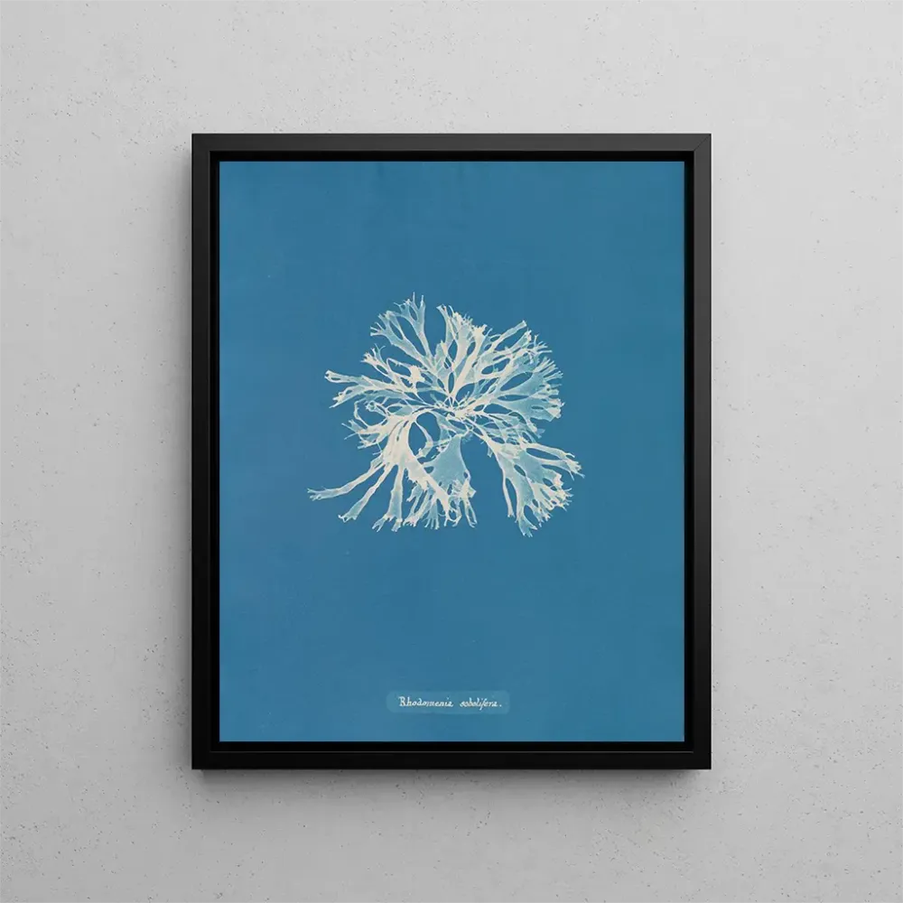 Gemälde Rhodoménie sobolifera - Anna Atkins | Kunstdruck