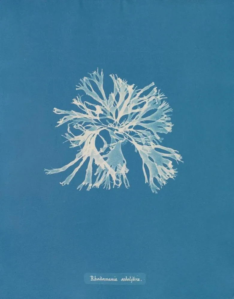 Gemälde Rhodoménie sobolifera - Anna Atkins | Kunstdruck