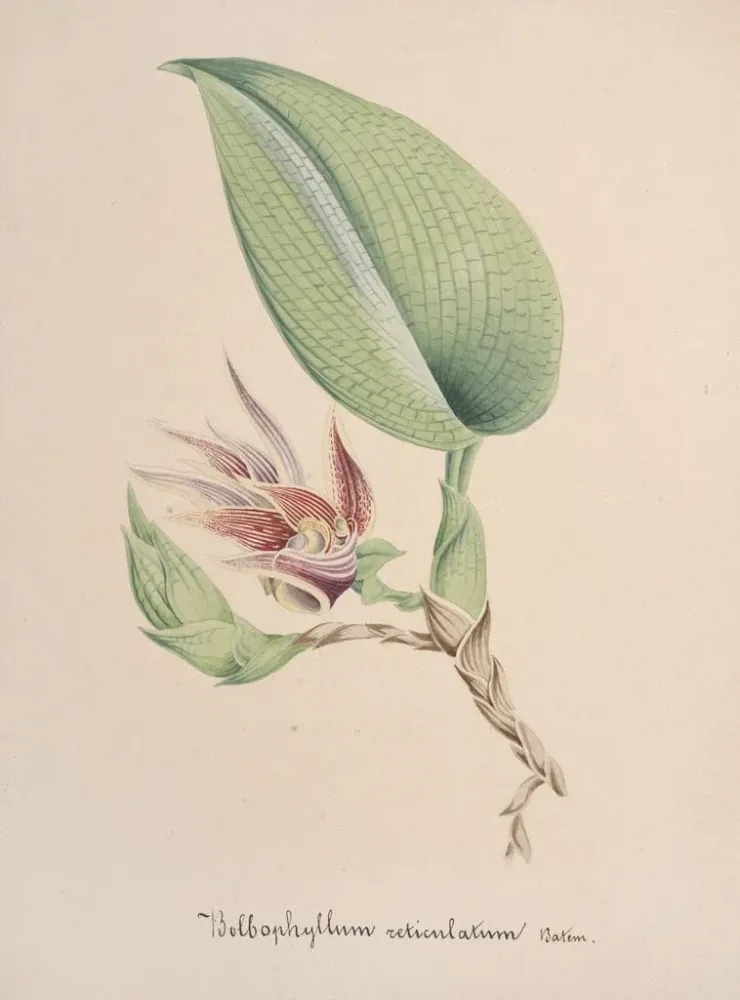 Gemälde Sammlung von Orchideen Pl82 - Anonym | Kunstdruck