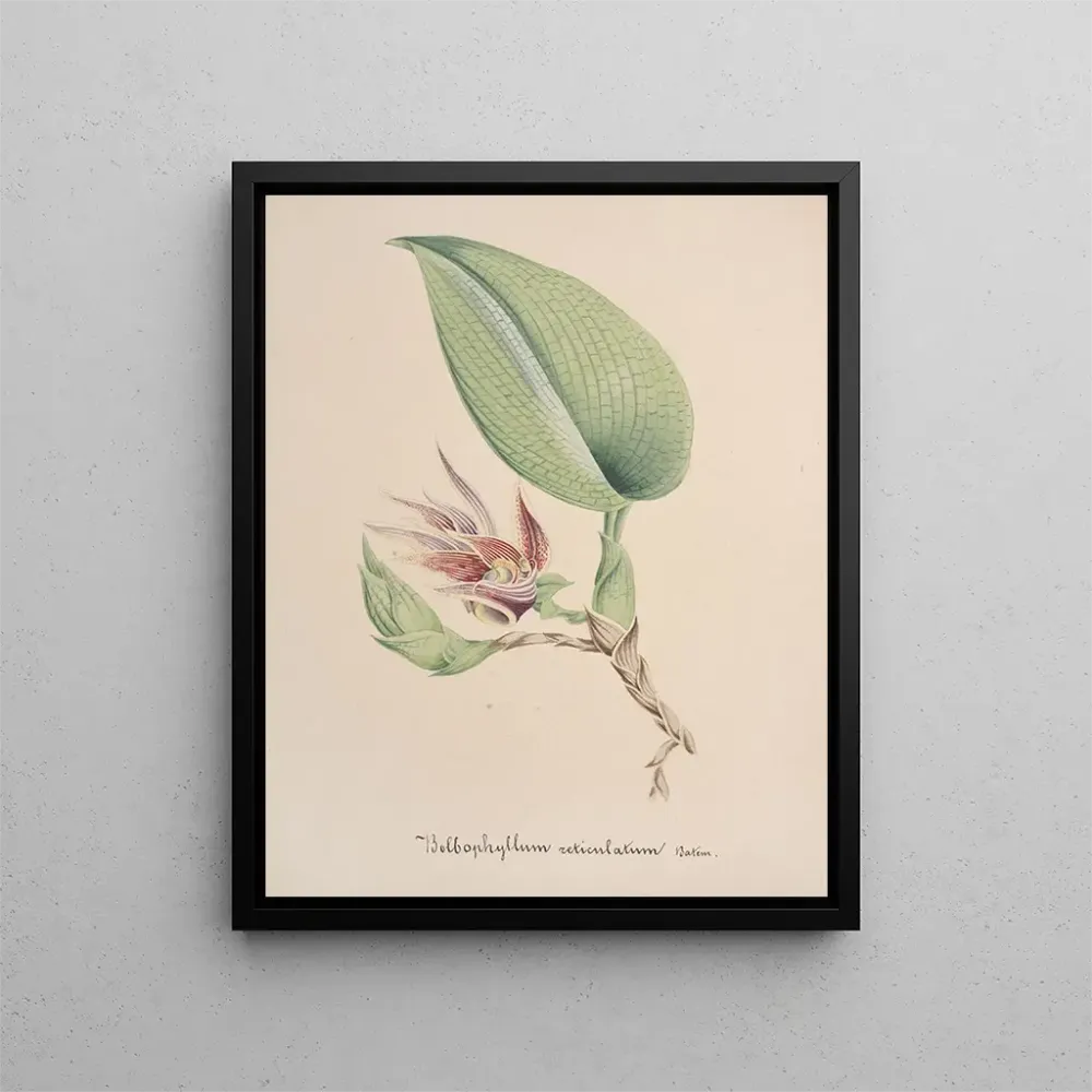 Gemälde Sammlung von Orchideen Pl82 - Anonym | Kunstdruck
