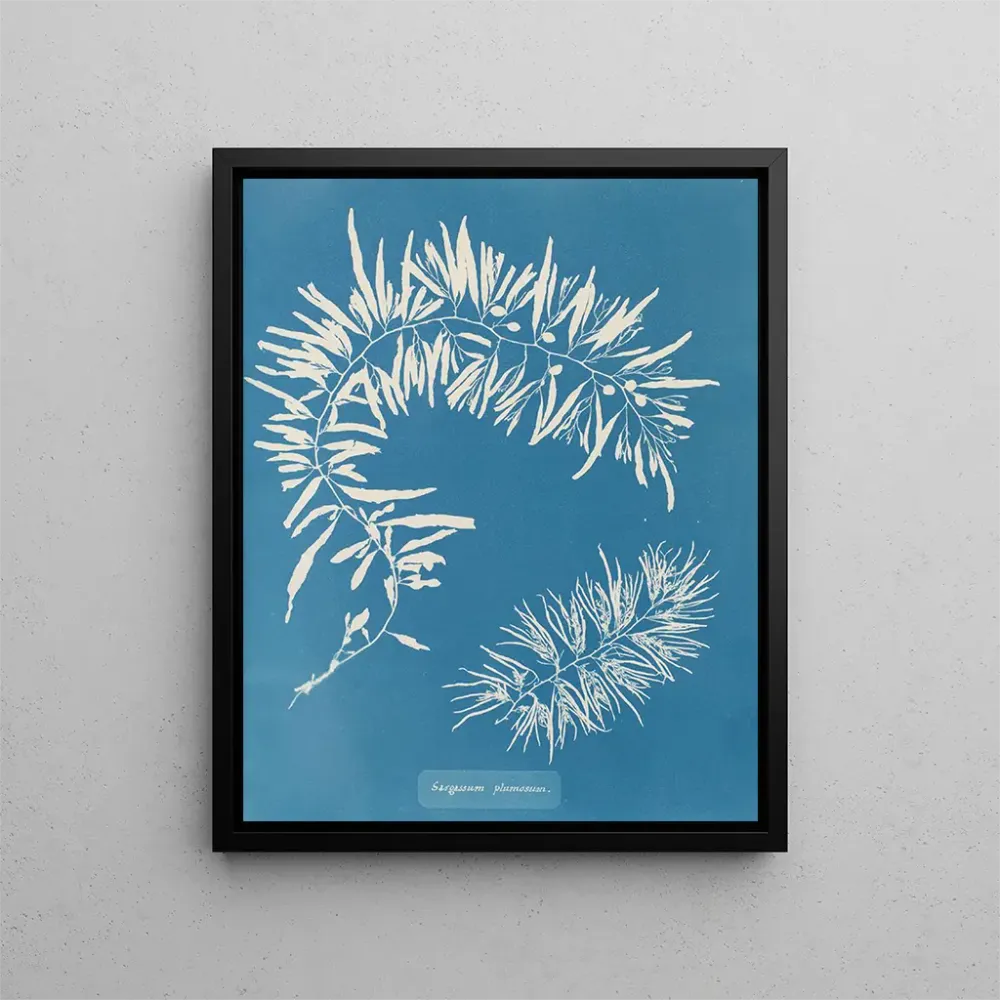 Gemälde Sargasses plumeuses - Anna Atkins | Kunstdruck