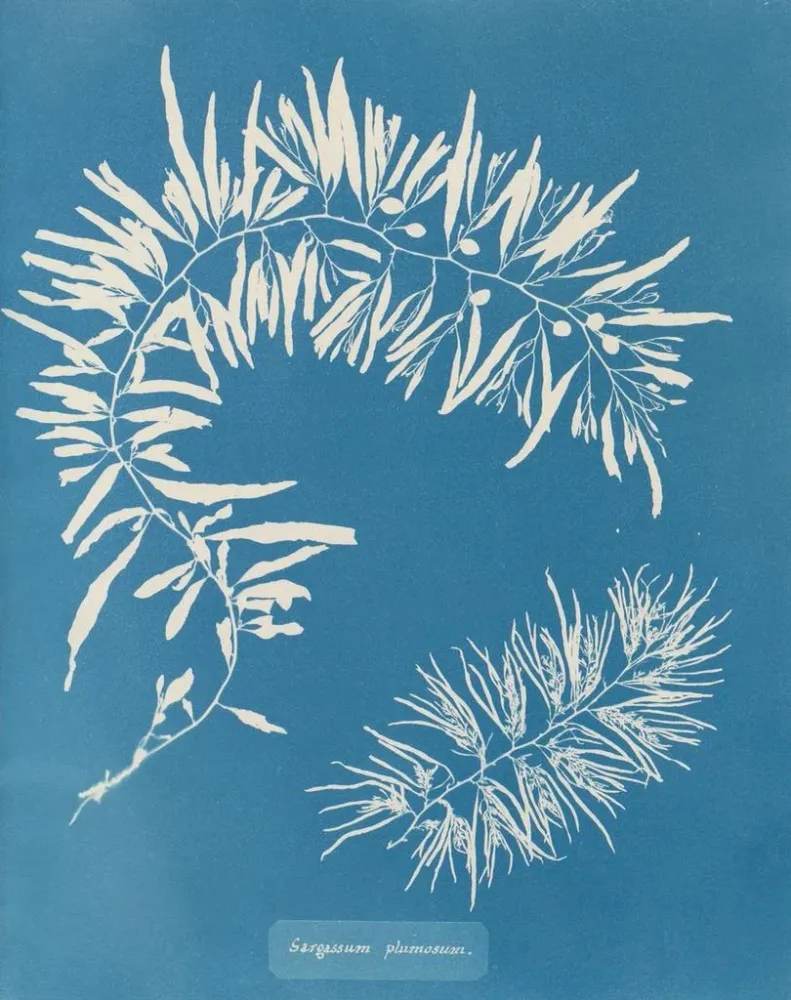 Gemälde Sargasses plumeuses - Anna Atkins | Kunstdruck