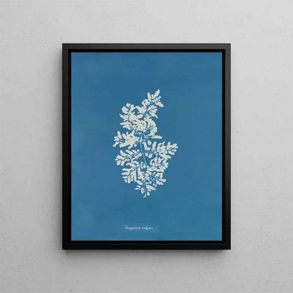 Gemälde Sargasses vulgaires - Anna Atkins | Kunstdruck