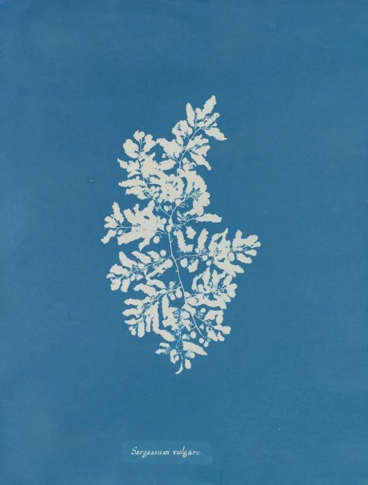 Gemälde Sargasses vulgaires - Anna Atkins | Kunstdruck