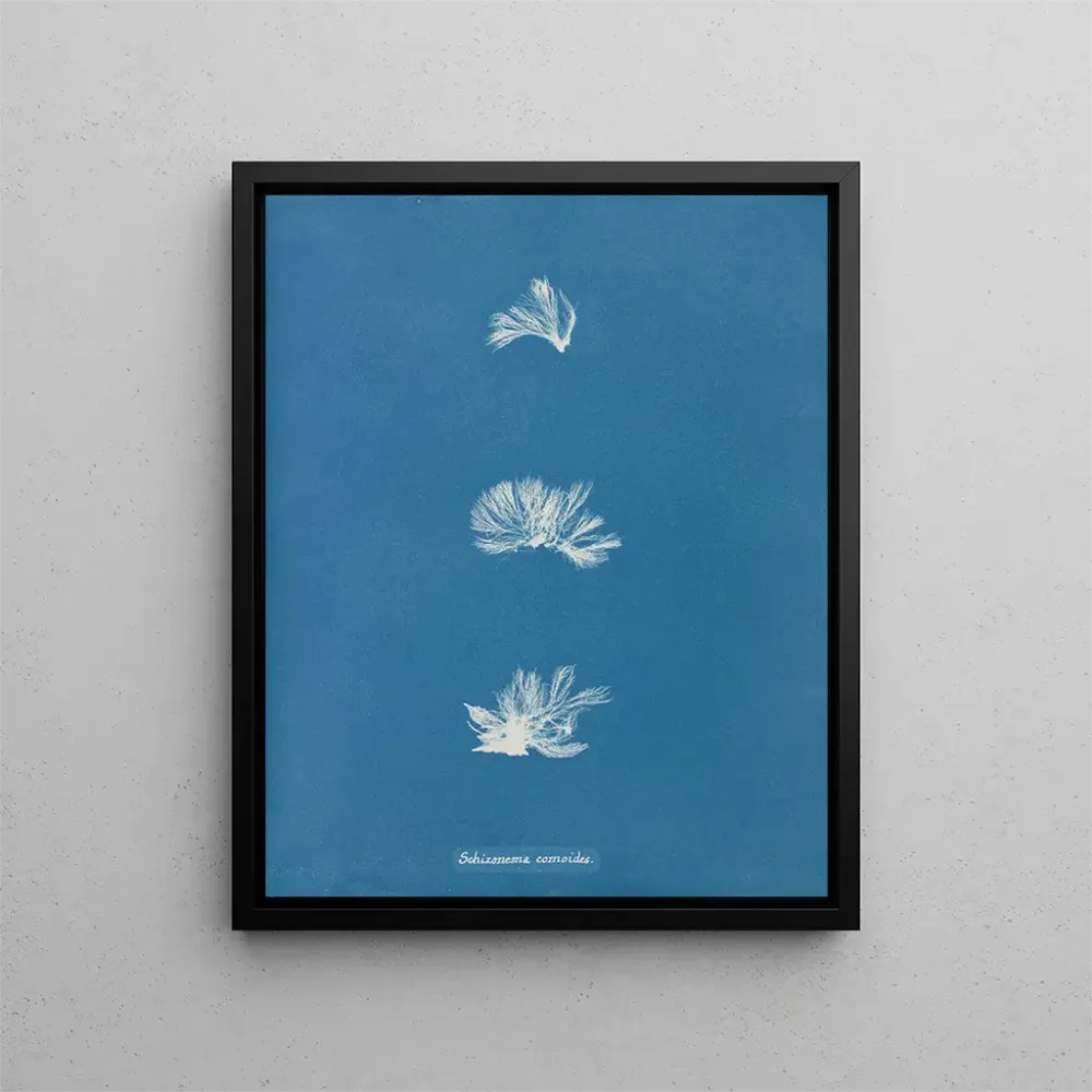 Gemälde Schizonema comoides - Anna Atkins | Kunstdruck