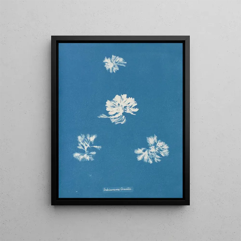 Gemälde Schizonema grevillii - Anna Atkins